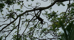 Tortuguero56