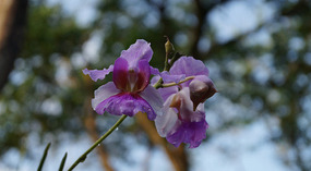 Tortuguero64