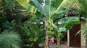 Tortuguero66