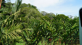 Tortuguero7