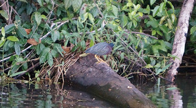 Tortuguero1