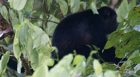 Tortuguero100