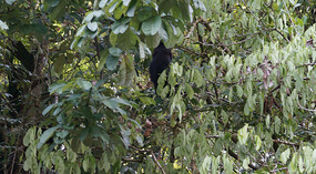 Tortuguero102
