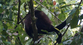 Tortuguero103