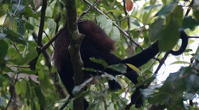 Tortuguero104