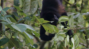 Tortuguero105