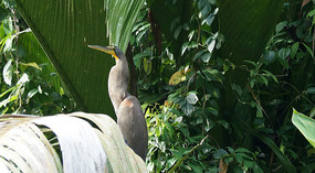 Tortuguero109
