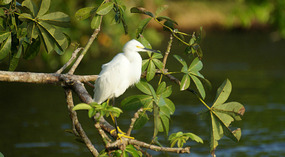 Tortuguero11