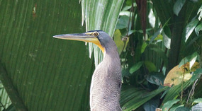 Tortuguero110