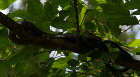 Tortuguero111