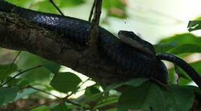 Tortuguero112