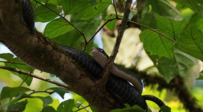 Tortuguero113
