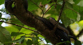 Tortuguero114