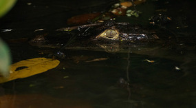 Tortuguero115