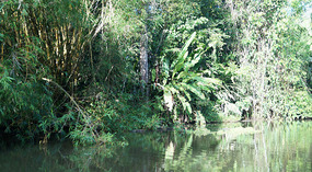 Tortuguero117