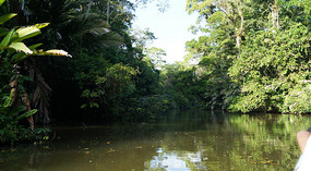 Tortuguero118