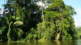 Tortuguero119