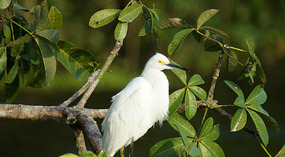 Tortuguero12