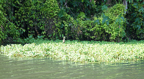 Tortuguero121