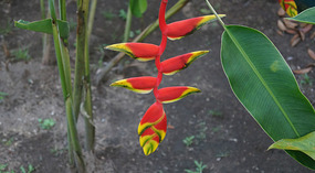 Tortuguero122