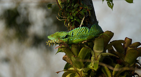 Tortuguero13