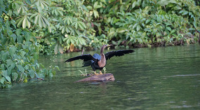 Tortuguero15