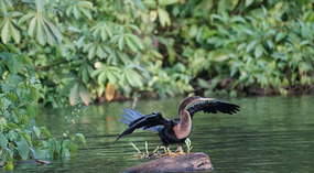 Tortuguero16