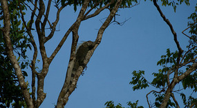 Tortuguero17