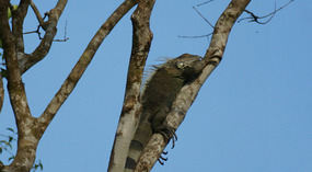 Tortuguero18