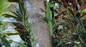 Tortuguero19