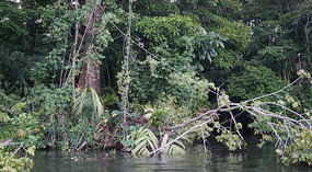 Tortuguero2