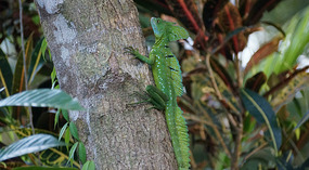 Tortuguero20