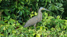 Tortuguero21