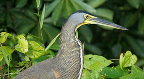 Tortuguero22