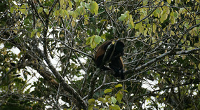 Tortuguero23