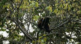 Tortuguero24