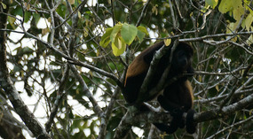 Tortuguero27