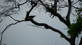 Tortuguero28