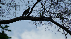 Tortuguero29