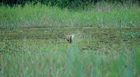 Tortuguero30