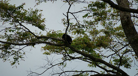Tortuguero32