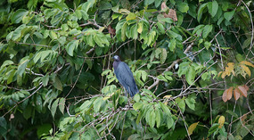 Tortuguero33