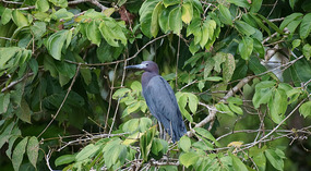 Tortuguero34
