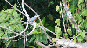 Tortuguero35