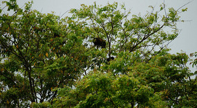 Tortuguero36