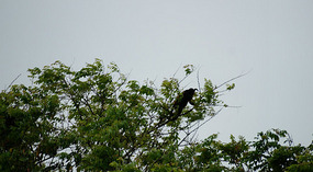 Tortuguero38