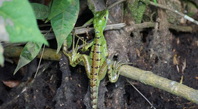 Tortuguero39