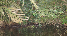 Tortuguero4