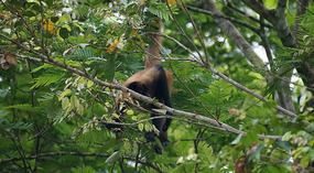 Tortuguero40
