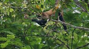Tortuguero41